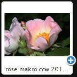 rose makro ccw 2010 06