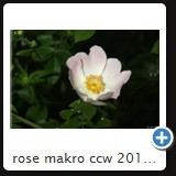 rose makro ccw 2010 08