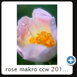 rose makro ccw 2010 19