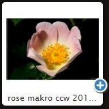 rose makro ccw 2010 02