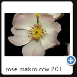 rose makro ccw 2010 03