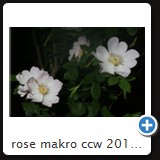 rose makro ccw 2010 05