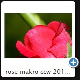 rose makro ccw 2010 0856