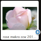 rose makro ccw 2010 18